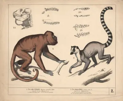 1. Der rothe Brüllaffe. 2. Der Katzen-Maki av Heinrich Leutemann