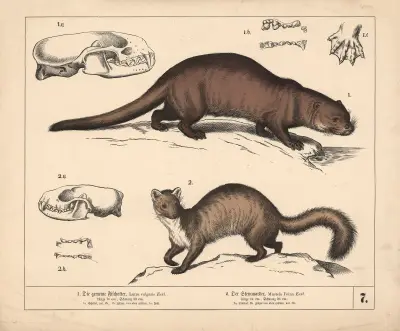 1. Die gemeine Fischotter. 2. Der Steinmarder, 1882 – nr 1 av Heinrich Leutemann