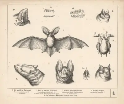 1. Den storörade fladdermusen. 2. Huvudet på den vanliga fladdermusen. 3. Huvudet på den stora hästskonäsan. 4. Huvudet på vampyren av Heinrich Leutemann