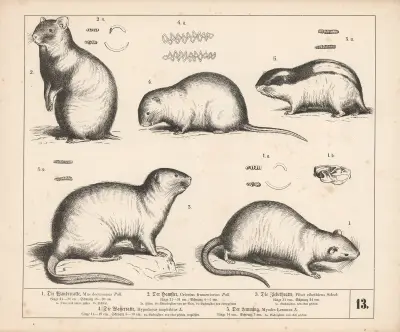 1. Die Wanderratte. 2. Der Hamster. 3. Die Ziebeth-ratte. 4. Die Wasserratte. 5. Der Lemming, 1882 – nr 2 av Heinrich Leutemann