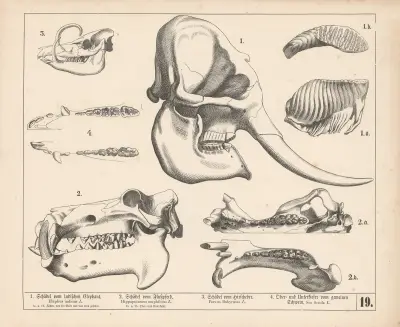 1. Schädel vom indischen Elephant. 2. Schädel vom Flusspferd. 3. Schädel vom Hirscheber. 4. Oberund Unterkiefer vom gemeinen Schwein av Heinrich Leutemann