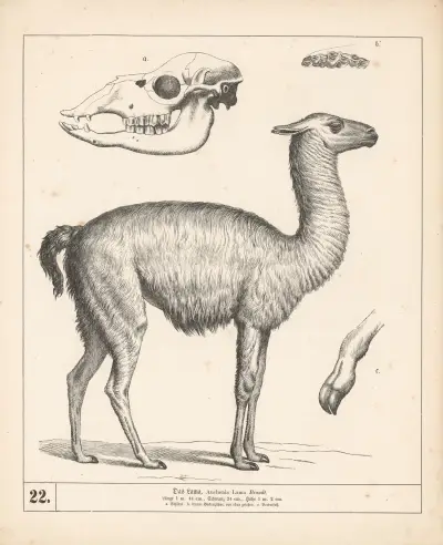 Das Lama. av Heinrich Leutemann