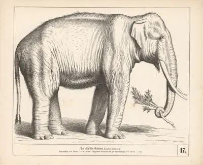 Der asiatische Elephant av Heinrich Leutemann