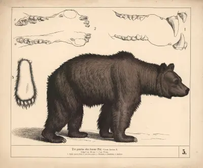 Der gemeine oder braune Bär av Heinrich Leutemann