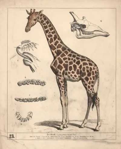 Die Giraffe., 1882 – nr 2 av Heinrich Leutemann