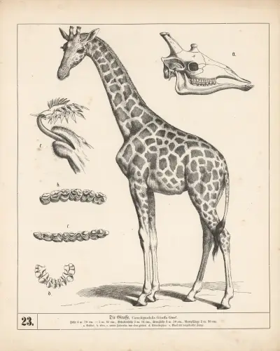 Die Giraffe, 1882 – nr 1 av Heinrich Leutemann