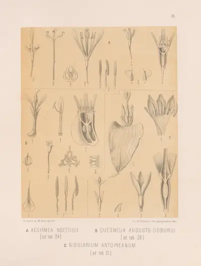 Aechmea Noettigii, Quesnelia Augusto-Coburgi, Nidularium Antoineanum av Heinrich Wawra