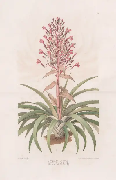 Aechmea Noettigii av Heinrich Wawra