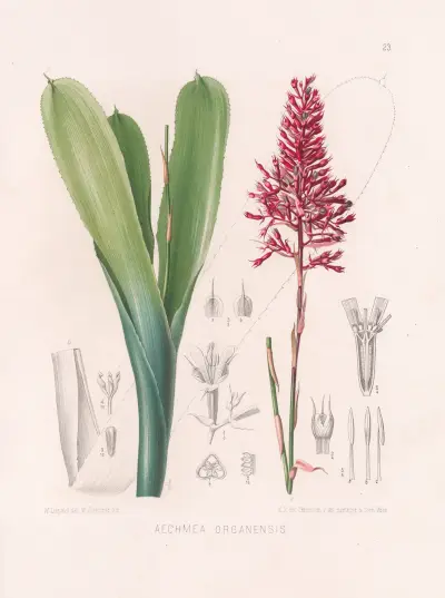 Aechmea Organensis av Heinrich Wawra