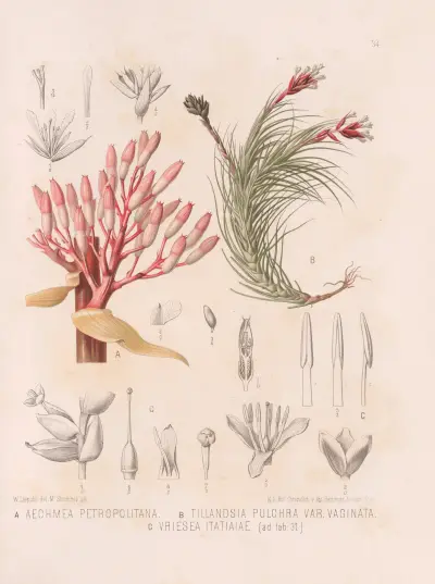 Aechmea Petropolitana, T1llandsia Pulchra, Vriesea Itatiaiae av Heinrich Wawra