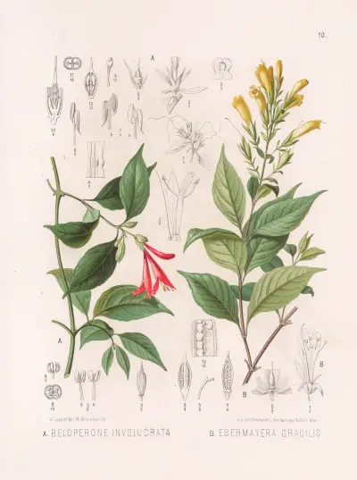 Beloperone Involucrata, Ebermayera Gracilis av Heinrich Wawra
