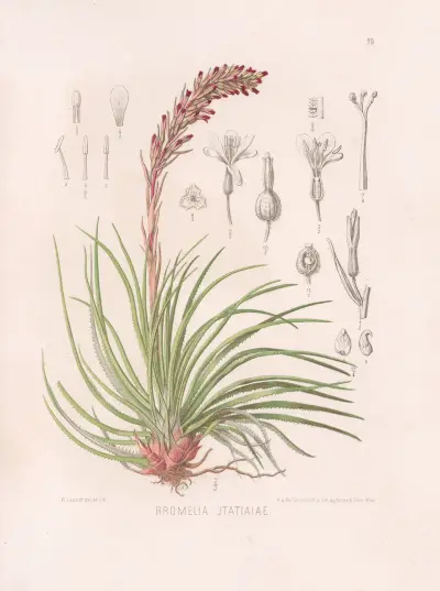 Bromelia Itatiaiae av Heinrich Wawra