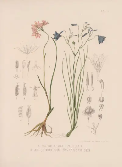 Burchardia Umbellata, Agrostocrinum Stypandroides av Heinrich Wawra
