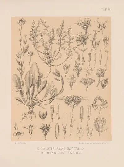 Calotis Scabiosaefolia, Franseria Exigua av Heinrich Wawra