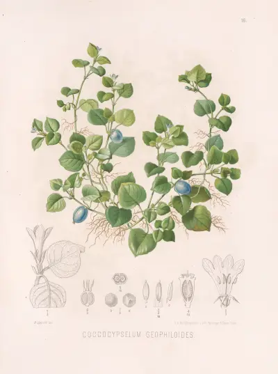 Coccocypselum Geophiloides av Heinrich Wawra