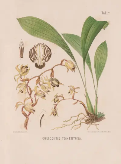 Coelogyne Tomentosa av Heinrich Wawra