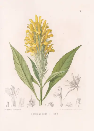Cyrtanthera Citrina av Heinrich Wawra