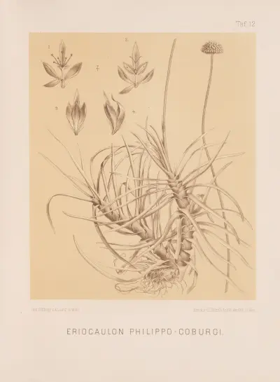 Eriocaulon Philippo-Coburgi av Heinrich Wawra