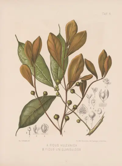 Ficus Vulcanica., Ficus Uniglandulosa av Heinrich Wawra