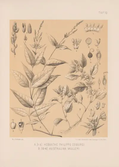 Hebanthe Philippo Coburgi, Australiną Mülleri av Heinrich Wawra