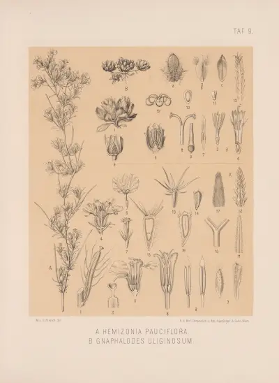 Hemizonia Pauciflora, Gnaphalodes Uliginosum av Heinrich Wawra