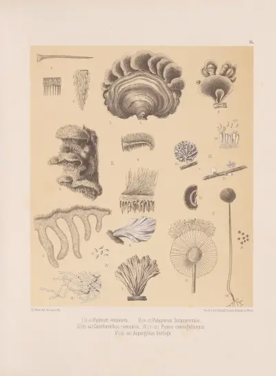 Hydnum Innovans, Polyporus Satpoorensis, Cantharellus Ramealis, Panus Cantagallensis, Aspergillus Ustilago av Heinrich Wawra