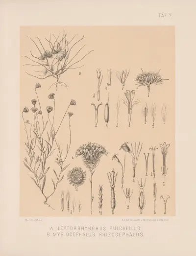 Leptorrhynchus Pulchellus, Myriocephalus Rhizocephalus av Heinrich Wawra
