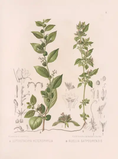 Leptostachya Heterophylla, Ruellia Satpoorensis av Heinrich Wawra