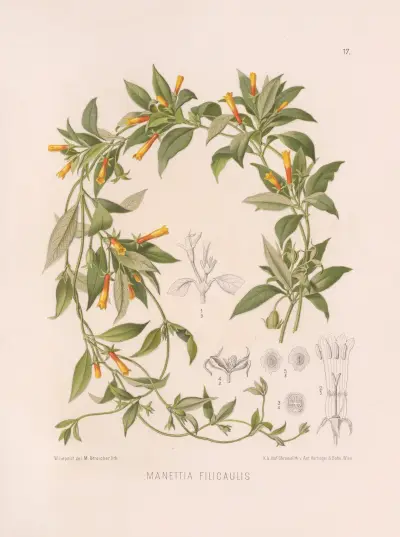 Manettia Filicaulis av Heinrich Wawra