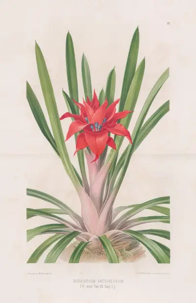 Nidularium Antoineanum av Heinrich Wawra