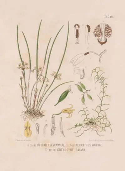 Octomeria Wawrae, Aeranthus Wawrae, Coelogyne Dayana av Heinrich Wawra