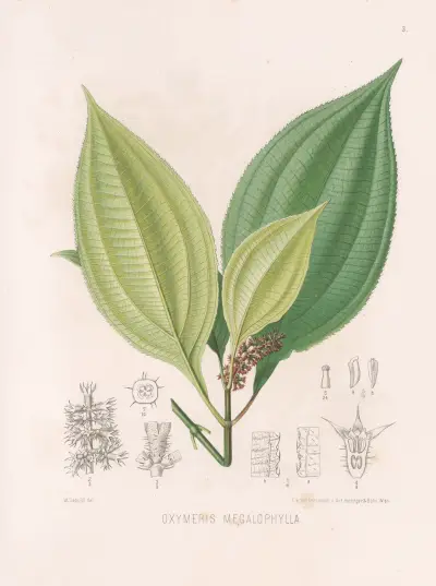 Oxymeris Megalophylla av Heinrich Wawra