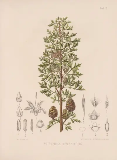 Petrophila Diversifolia av Heinrich Wawra