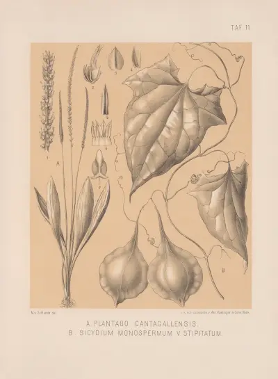 Plantago Cantagallensis, Sicydium Monospermum V. Stipitatum av Heinrich Wawra
