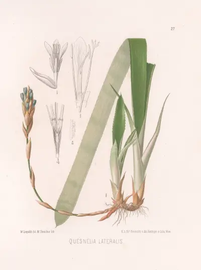 Quesnelia Lateralis av Heinrich Wawra