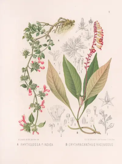 Rhytiglossa Indica, Erythracanthus Racemosus av Heinrich Wawra