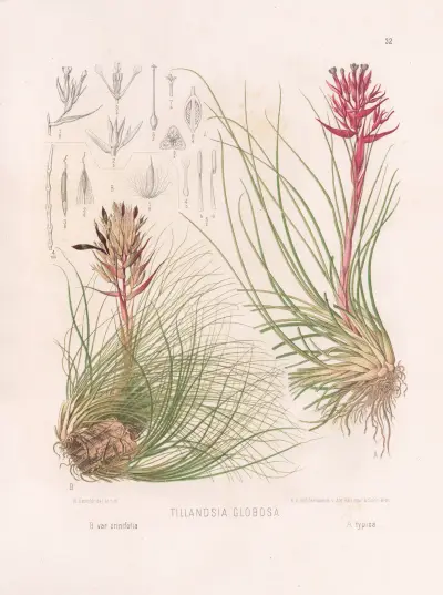 T1llandsia Globosa av Heinrich Wawra