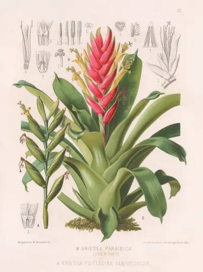 Vriesea Paraibica, Vriesea Psittacina Var Decolor av Heinrich Wawra