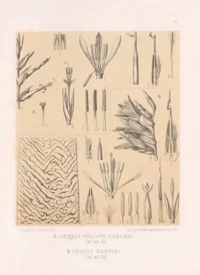 Vriesea Philippo-Coburgi,Vriesea Morreni av Heinrich Wawra