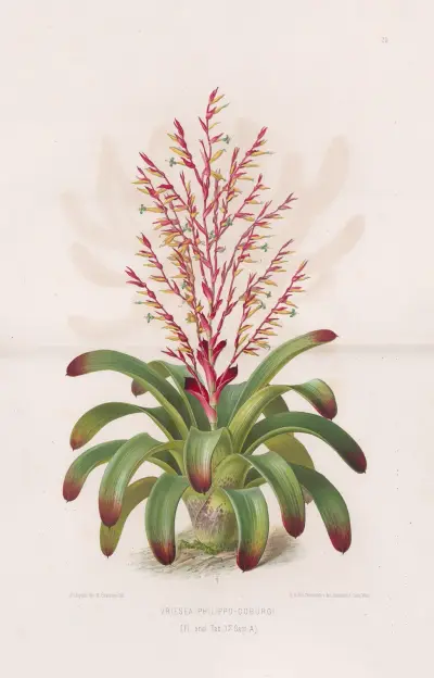 Vriesea Philippo-Coburgi av Heinrich Wawra