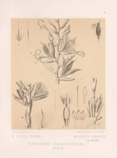 Vriesea Regina, Vriesea Paraibica, Nidularium Ferdinando-Coburgi av Heinrich Wawra