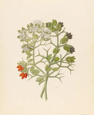 2 species of Carisfa arduina [Carissa haematocarpa] av Clemenz Heinrich Wehdemann
