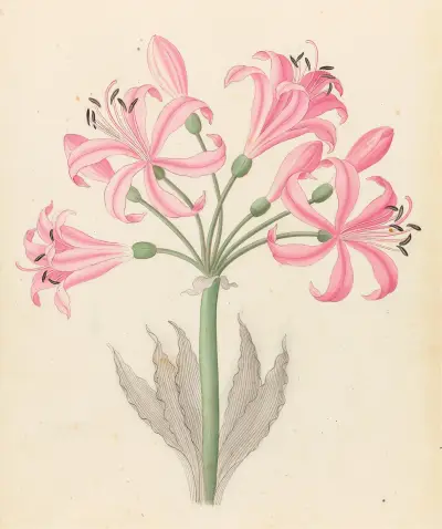 Amarillis [Boophone disticha] av Clemenz Heinrich Wehdemann