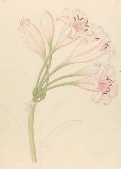 Amarillis [Crinum lineare] av Clemenz Heinrich Wehdemann