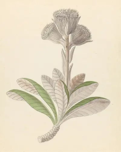 Arnica [Oldenburgia grandis] av Clemenz Heinrich Wehdemann