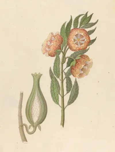 Asclepias grandiflora [Pachycarpus grandiflorus] av Clemenz Heinrich Wehdemann