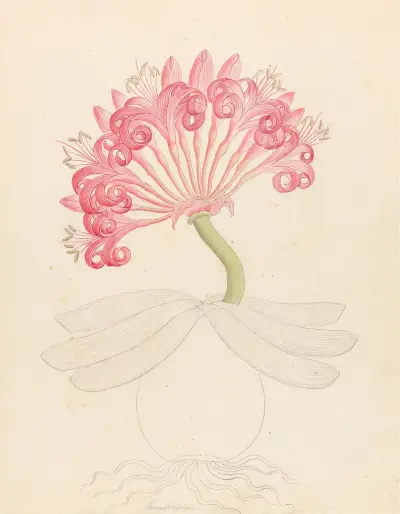 Brunswigia [Ammocharis coranica] av Clemenz Heinrich Wehdemann