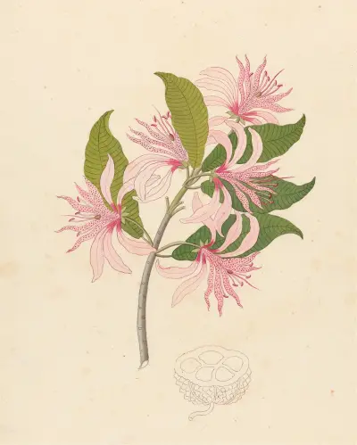 Calodendrum capense av Clemenz Heinrich Wehdemann