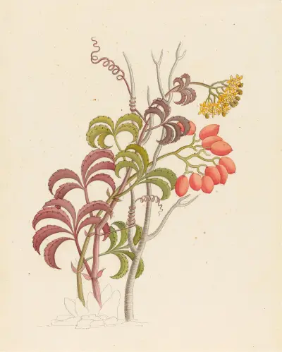 Cisfus Nov. Sp. [Cyphostemma quinatum] av Clemenz Heinrich Wehdemann