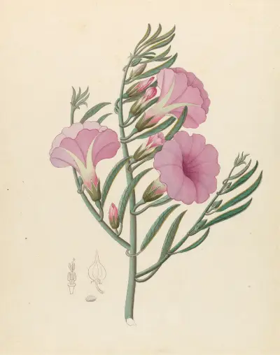 Convolvulus [Ipomoea oenotheroides] av Clemenz Heinrich Wehdemann